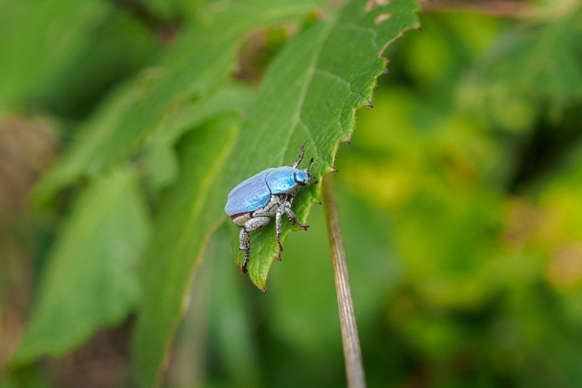 Fotografia de natura
