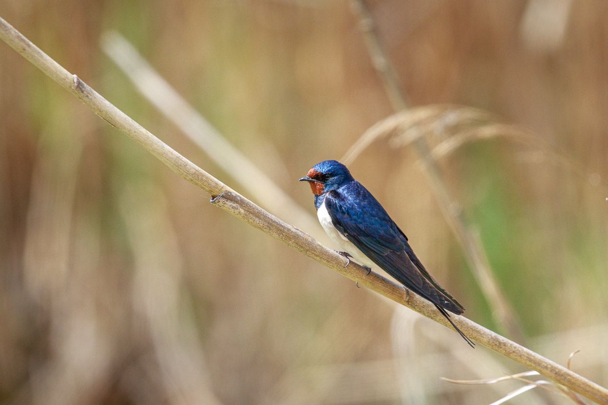 Fotografia de natura
