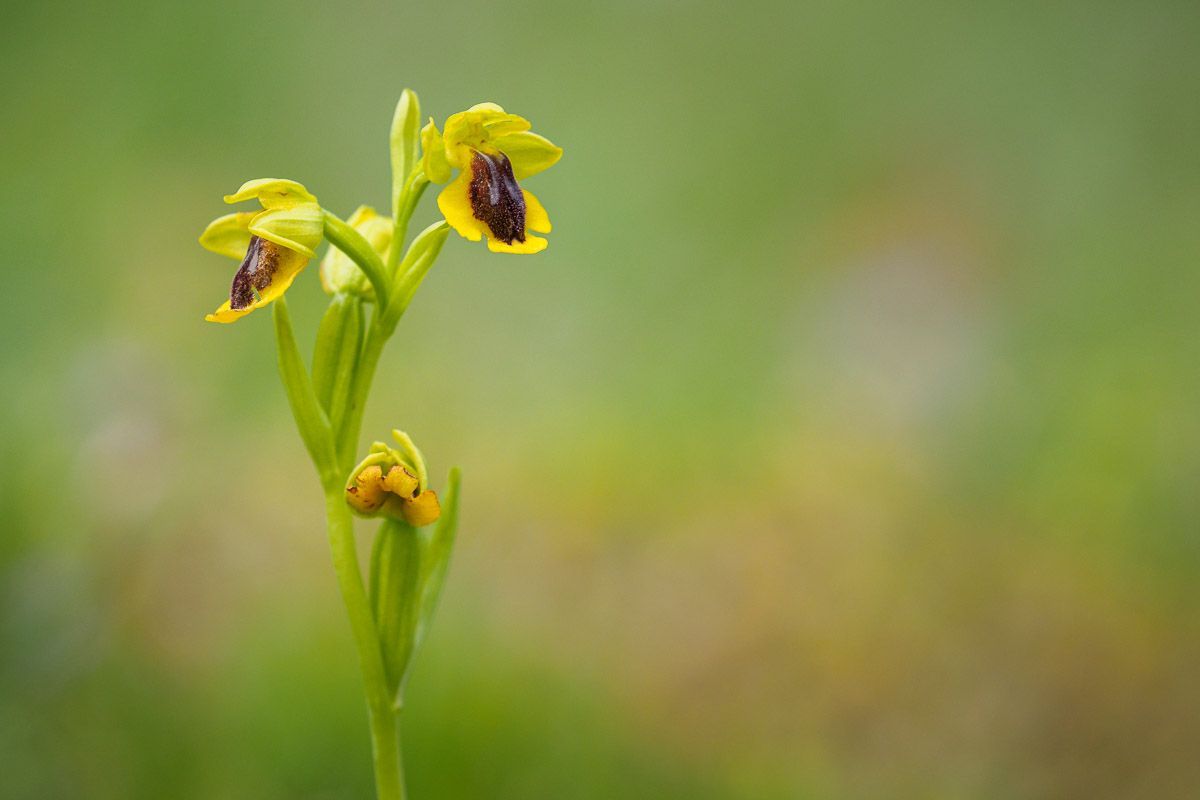 Fotografia de natura