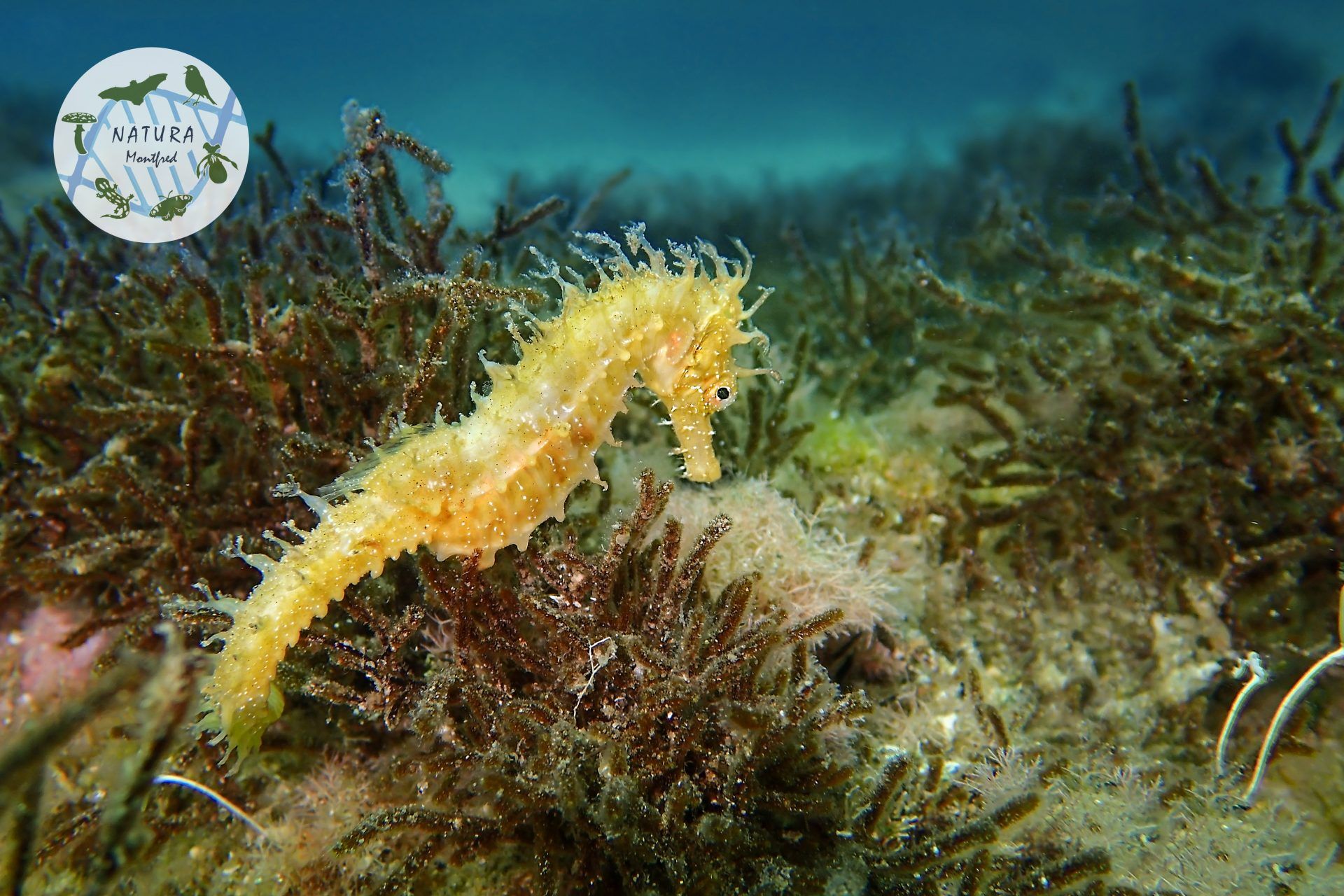 Hippocampus guttulatus