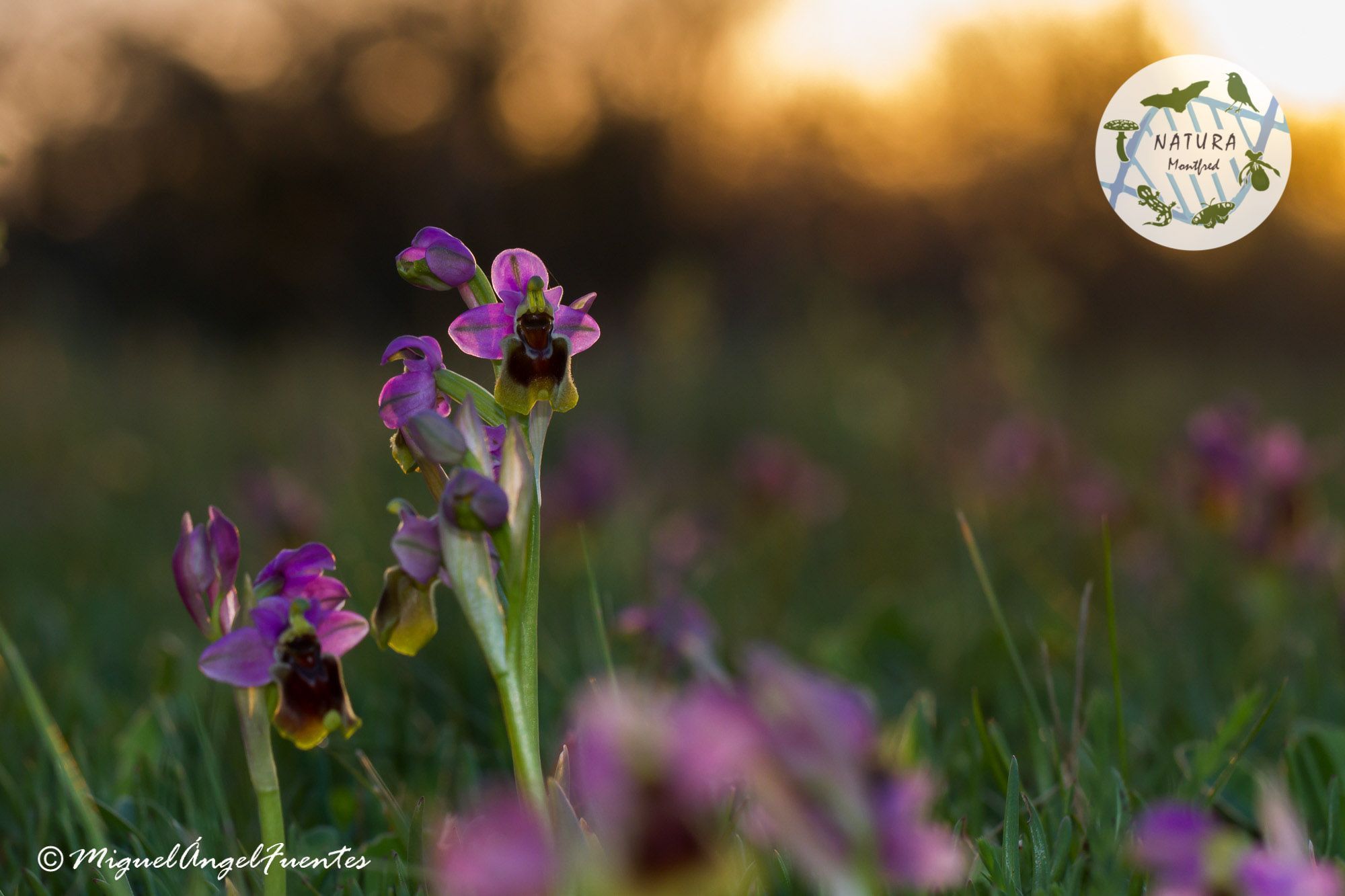 Fotografia de natura