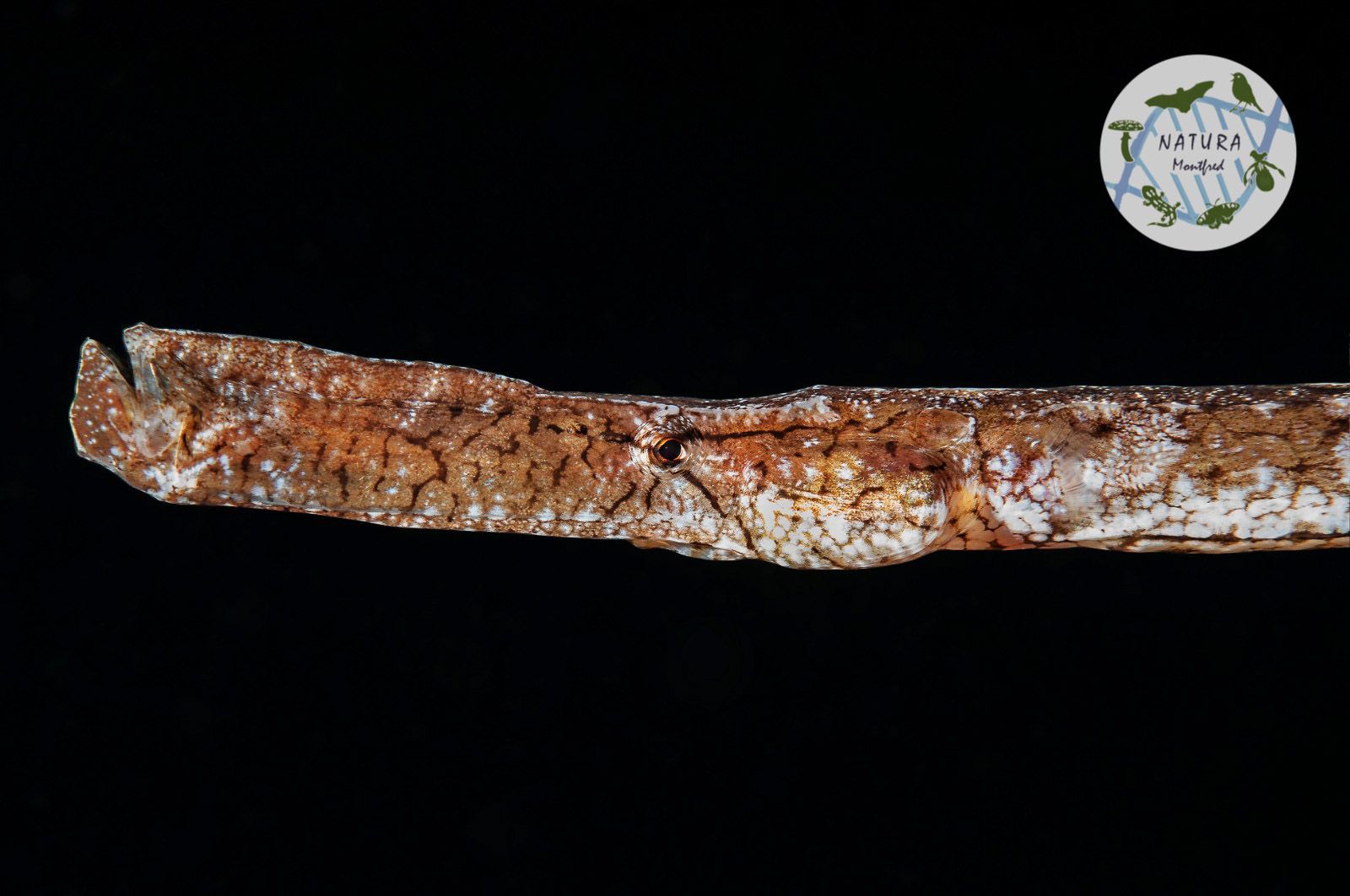 Fotografia de natura