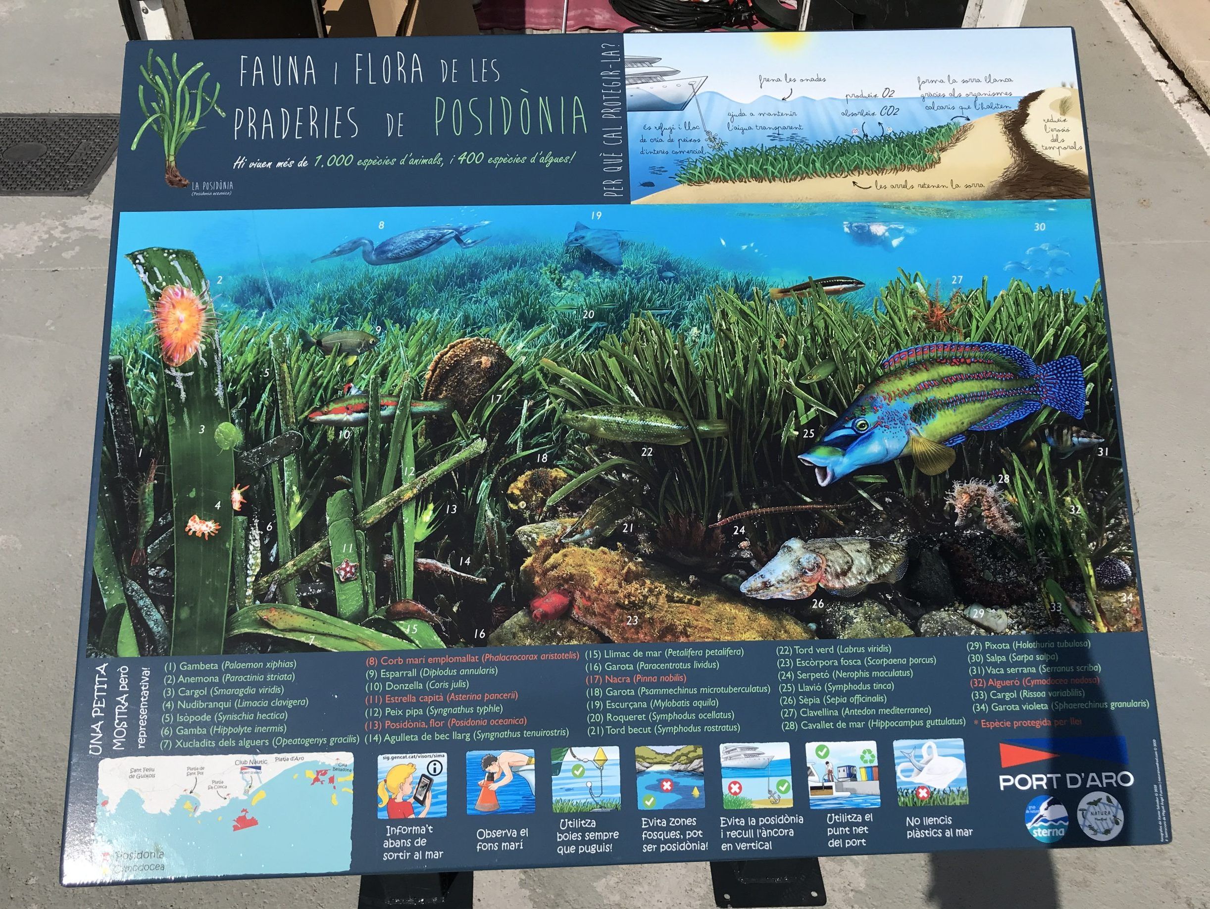 PLAFO POSIDONIA ST FELIU